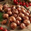 DUTCH BULBS EXCLUSIVE PLANTS FROM HOLLAN Pianta bulbi da orto Biztro - 500 gr Scalogno Cipolle