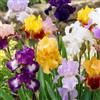 DUTCH BULBS EXCLUSIVE PLANTS FROM HOLLAN Bulbi Fiori Perenni da Esterno - 5 Radici di Iris Germanica - Grandi piante