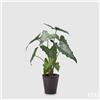 Pianta Artificiale Alocasia Chic H58 cm con Vaso Nero - Enzo De Gasperi (EDG)