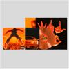 Tedua - Ryan Ted - Vinile (transparent orange + poster alternative cover - l...