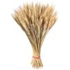 Generico Spighe Di Grano Decorative Grano Secco Fiori Secchi Decorativi Fascio Di Stelis Di Granos Naturale Con Covoni Di Granos Essiccato Da 21,7 Pollici Per La Tavola Di Casa Artigianale, Matrimonio