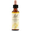 SCHWABE PHARMA ITALIA SRL HORNBEAM BACH ORIG 20ML