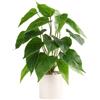 Floweroyal Pianta finta in vaso di ceramica, piante finte in vaso, per interni, pianta a foglia verde con fioriera bianca per scrivania, mensola da ufficio, bagno, camera da letto (Pothos)