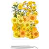 Cayway 40 Pezzi Naturali Pressati Fiori Pressati Secchi, 11 Stile Fiori Secchi Naturale Fiori Secchi per Resina, Fiori Pressati Secchi per Candele Fai da Te Gioielli Resina Partecipazion