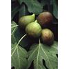 Herboplanet Msa Ficus Carica Yemas Figuera 50 ml 1 x 50 ml.