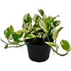 exotenherz Epipremnum aureum N'Joy, edera con foglie piccole e bianche, vaso da 12 cm
