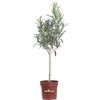 eGarden.store Pianta di Oleandro Alberello Pianta di Nerium Oleander Alberello pianta da esterno Alberello ornamentale di Oleandro pianta vera di Oleandro venduta da eGarden.store (Soeur Agnes v.21 cm)