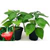 POWERS TO FLOWERS - PEPERONCINO SCOTCH BONNET RED BIO, 2 PIANTE, Vaso 10cm, piante vere