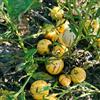 Generic melone pera pepino - balcone rampicanti d'appartamento esotiche giardino 3piante 10-15cm