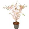 Plant in a Box - Ao Giapponese - Palmatum Taylor - Altezza 35-55cm - Pot 15cm - Pianta da Giardino Resistente