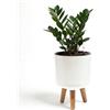 Bamworld Vasi Autoirriganti Piante Interno Indicatore Livello Acqua, 18,8 cm Vaso Plastica con Supporto Legno per Esterno, Moderno Portico Patio Bianco Piccolo
