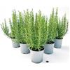 POWERS TO FLOWERS - ROSMARINO BIO 6 PIANTE, vaso 14cm, piante vere