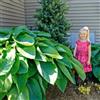 Florium Collezione Hosta Gigante 5 Piante - Perenni Rustiche