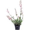 eGarden.store Pianta vera di Fior di orchidea o Gaura Lindheimeri Alba pianta da fiore ornamentale da esterno venduta da eGarden.store (Vaso 14 cm)