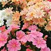 Generic Lewisia - 50semi