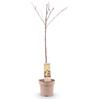 Plantenboetiek.nl Pianta da frutto - Ciliegio - Prunus avium Regina - Ciliegio rosso - 80-90cm - Ø21cm - Pianta da giardino