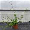 PianteWeb Pianta Plumbago