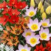 DUTCH BULBS EXCLUSIVE PLANTS FROM HOLLAN Bulbi Fiori Perenni da Esterno - 50 Bulbi Tulipani Botanici | Piante e fiori esclusivi dall'Olanda, 5 Varietà e Colori, per giardino, vasi e balcone (senza semi, non artificiali)