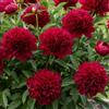 DUTCH BULBS EXCLUSIVE PLANTS FROM HOLLAN Piante Vere da Esterno - 1 Red Charm Peonia Pianta Vera Rosso Scuro