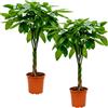 Blume Ideal Pflanze Plus | Pachira aquatica (castagno della Guyana) | Lotto da 2 piante | Pianta da interno facile da curare