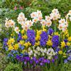 DUTCH BULBS EXCLUSIVE PLANTS FROM HOLLAN Bulbi Fiori Perenni da Esterno - 50 pezzi,