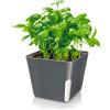 Zendea Vaso Quadrato Nero per Piante e Fiori 13x13x11cm Trasparenza Laterale per il Cotrollo del Livello dell'Acqua - Realizzato in Plastica Resistente è Ideale per Tezzarra, Giardino e Balcone