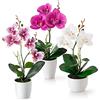 PASCH ® fiori artificiali in vaso (35 cm) set di 3 orchidee, disposizione artificialmente coordinata in vasi di ceramica lucida, fiori decorativi orchidee artificiali (bianco-rosa)