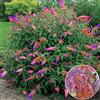 GardenersDream Albero delle FarfalleFlower Power Arbusto Sano di Buddleia dai Colori Misti da 17 cm