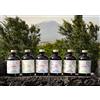 Nelson Sicily Liquori Dell'Etna - 6 gusti - Arancia - Mela - Mandarino - Limone - Fico d'India - Pera - da 500 ml cad. 30% By Nelson Sicily