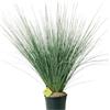 Plantì JUNCUS EFFUSUS Pianta acquatica per esterno, vaso da 19 cm. Piante vere per giardini e bordi d'acqua con foglie bluastre e forme eleganti. 6 mesi di concimazione inclusi.