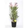 Plantì NERIUM OLEANDER, Oleandro Piante vere da esterno usato per decorare ambienti urbani, Piante da siepe sempreverde con foglie lucide e coriacee Diametro vaso 19 cm (Rosa)