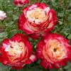 DUTCH BULBS EXCLUSIVE PLANTS FROM HOLLAN Rosa Rosso & Bianco - 1 Piante - Piante Vere da Esterno - Profumata | Perenni & Resistenti, Piante dall'Olanda, Profumate, Molto Profumati (no semi, non artificiale)