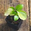 Happy Exotics 1 Cannelier | Cinnamomum verum/zeylanicum | Cultivé à partir de graines du Sri Lanka | Rare dans l'UE | Plante d'intérieur | Plante de cannelle dans un pot de 7cm | Arbre