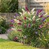 Bloomique - Buddleja Davidii Tricolor - Fiori tricolori - Buddleja davidii - Piante da giardino - Resistenti all'inverno - Altezza 30-40 cm - Vaso 17 cm