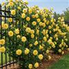 DUTCH BULBS EXCLUSIVE PLANTS FROM HOLLAN Rosa Rampicante Giallo - 2 Piante - Piante Vere da Esterno