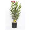 Plantì NERIUM OLEANDER, Oleandro Piante vere da esterno usato per decorare ambienti urbani, Piante da siepe sempreverde con foglie lucide e coriacee Diametro vaso 19 cm (Rosso-rosa)