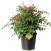 Plantì NANDINA DOMESTICA. Arbusto, Pianta Sempreverde da Esterno con Vaso da 19cm-Piante vere da Esterno, Giardino e Terrazzo. 6 mesi di Concimazione. Idea Regalo Pianta da Esterno (Moonbay)