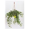 Plantì HEDERE BASKET Elegantissima. Edera Marginata, Pianta Rampicante Sempreverde a Crescita Lenta, Vera Edera Rampicante da Utilizzare per Giardino Esterno Diametro vaso 19 cm