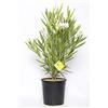 Plantì NERIUM OLEANDER, Oleandro Piante vere da esterno usato per decorare ambienti urbani, Piante da siepe sempreverde con foglie lucide e coriacee Diametro vaso 19 cm (Bianco)