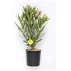 Plantì NERIUM OLEANDER, Oleandro Piante vere da esterno usato per decorare ambienti urbani, Piante da siepe sempreverde con foglie lucide e coriacee Diametro vaso 19 cm (Avorio)