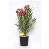 Plantì NERIUM OLEANDER, Oleandro Piante vere da esterno usato per decorare ambienti urbani, Piante da siepe sempreverde con foglie lucide e coriacee Diametro vaso 19 cm (Ciclamino intenso)
