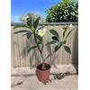 Generico Pianta di Plumeria o Frangipani, vaso20, Fiori Profumati (Rosso)