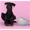 UNITED PETS Set Cup Ciotola Grande e Tappetino Sottociotola Grigio, Ciotola di Design per Cani, Made in Italy, per cani di taglia media e grande, Antiscivolo, Antischizzo, 100% Plastica Riciclata