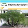 SAFLAX - Confezione regalo - Palma da datteri nana - 25 semi - Phoenix roebelenii