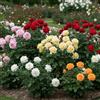 DUTCH BULBS EXCLUSIVE PLANTS FROM HOLLAN Rose Collezione - 5 Piante - Piante Vere da Esterno - Profumate | Perenni & Resistenti, Piante dall'Olanda, Fiori Doppi, Grandi Fiori Profumati (no semi, non artificiale)