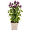 Generic Monarda didyma 'Purple', Ø 19 cm, altezza 45-60 cm, poltrona indiana con fiori viola, per aiuole soleggiate e giardini naturali