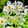 Generic scheletroto di selvatiche Diphylleia grayi da appartamento da giardino aromatiche cucina balcone tappezzante e resistente 300semi