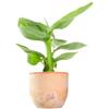 FLOB Pianta di Banano - Sviluppo Contenuto, in Estate si Può Posizionare in Terrazzo - Vaso in Terracotta