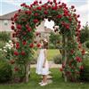 DUTCH BULBS EXCLUSIVE PLANTS FROM HOLLAN Rosa Rampicante Santana - 2 Piante - Piante Vere da Esterno