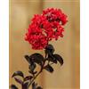 Gardenaria Lagerstroemia indica 'Black Solitaire Red Hot' - Arbusto Ornamentale da Giardino, Colore Rosso e Viola, 125/175 cm, Vaso 28